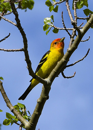 DSC_7347_edited - Western Tanager (Male)