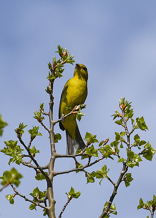 DSC_6999_edited - Western Tanager (Female)