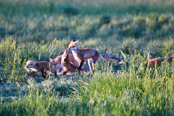 DSC_5730_edited - Vixen and some of her pups/kits - (baby fox are known as kits, pups, or cubs)