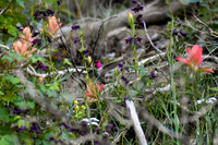 DSC_0794 - MX_edited - Purple = Penstemon; white = Yarrow; Red Indian Paintbush; Yellow = cinquefoil