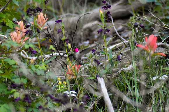 DSC_0794 - MX_edited - Purple = Penstemon; white = Yarrow; Red Indian Paintbush; Yellow = cinquefoil