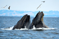 Marine Life