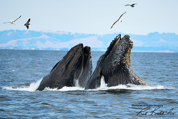 DSC_7650_edited