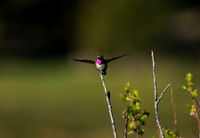 DSC_9084_edited-1