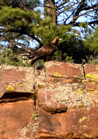 2025 - Golden Eagle Adventures