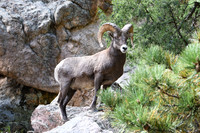 DSC_0564_edited - Young Big-Horn Ram - 2023-09-30