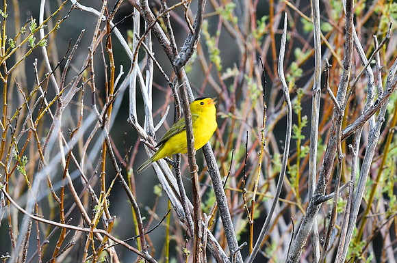 DSC_7718_edited - Wilson's Warbler (Male)