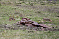 DSC_5266_edited-1