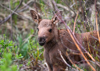 DSC_5477_edited-5x7