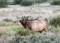 DSC_5469_edited_edited