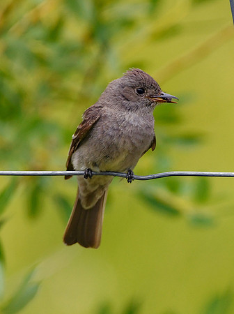 DSC_4905 - Western Wood Pewee_edited