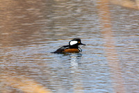 DSC_0142-GK-02-20-22_edited - Hooded Merganser