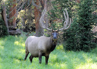 2017-07-Bull Elk