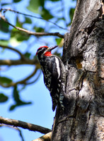 DSC_0097_edited