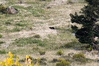 DSC_0774_edited-GK - Always keep your eyes open!  Black Bear - 2023-09-09