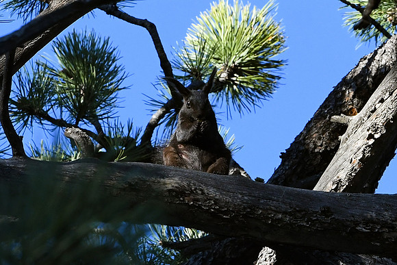 DSC_7679_edited - Abert's Squirrel