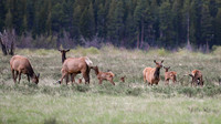 DSC_5350_edited-9x16