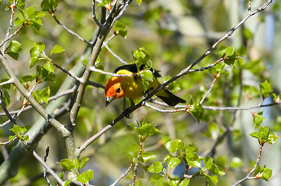 DSC_7556_edited - Western Tanager (Male)