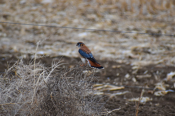 DSC_0627-MX_edited