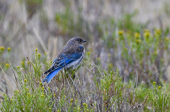 DSC_4928_edited - Juvenile Male Mountain Bluebird