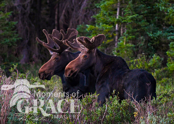 DSC_2363_edited-latest_Watermarked_edited