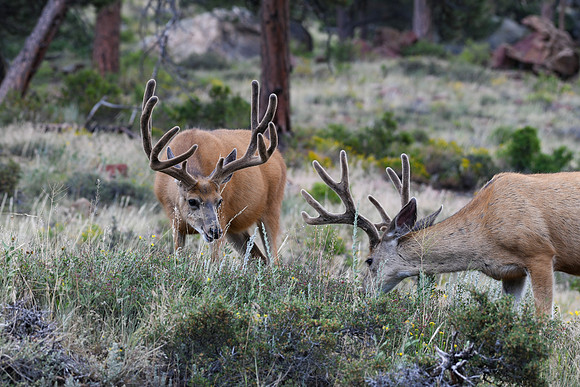 DSC_4943_edited