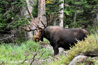 DSC_0337_edited - MK