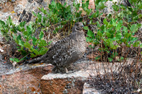 DSC_5346_edited - Dusky Grouse (hen) - Holly-leafed barberry