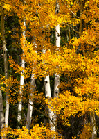 2024 - Fall in the Rockies