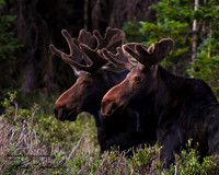 Moose