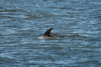 DSC_7316_edited