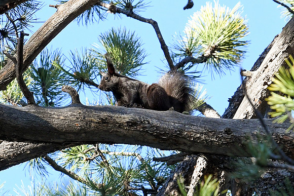 DSC_7688_edited - Abert's Squirrel