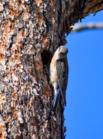 DSC_0264_edited