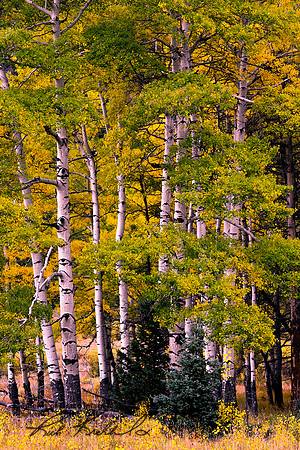 DSC_4019_edited - Aspen