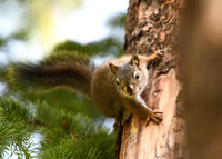 DSC_3707_edited