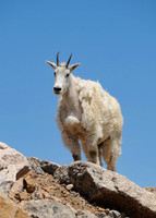 2017-07-16 Mountain Goat_edited