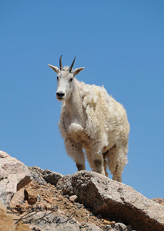 2017-07-16 Mountain Goat_edited