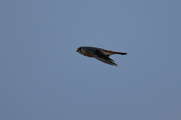 DSC_4279_edited