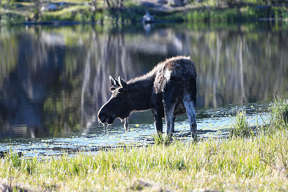 DSC_6466_edited - Young bull moose #2