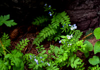 DSC_3055_edited-1 - Jacob's Ladder