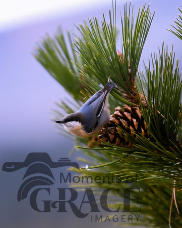 DSC_4048_edited - Pygmy Nuthatch