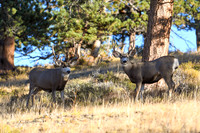 DSC_7141_edited