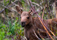 DSC_5479_edited-5x7
