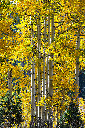 DSC_0464_edited