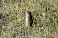 DSC_1798_edited - While waiting for the moose to come to the water, this guy popped up1