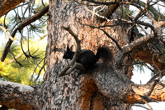 DSC_7661_edited - Abert's Squirrel (also called tassel-eared or tuft-eared squirrel)