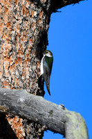 DSC_8998_edited - Violet-Green Swallow