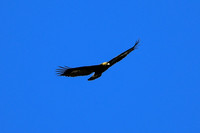 DSC_1865_edited - 10x8 - 1 - Golden Eagle - 02/21/2021