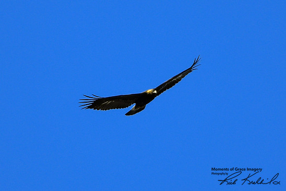 DSC_1865_edited - 10x8 - 1 - Golden Eagle - 02/21/2021