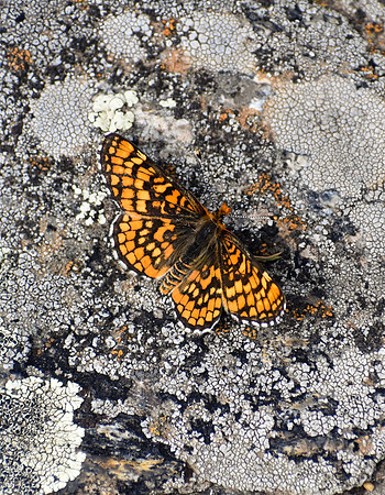 DSC_0995_edited-vert - MK - Northern Checkerspot Butterfly